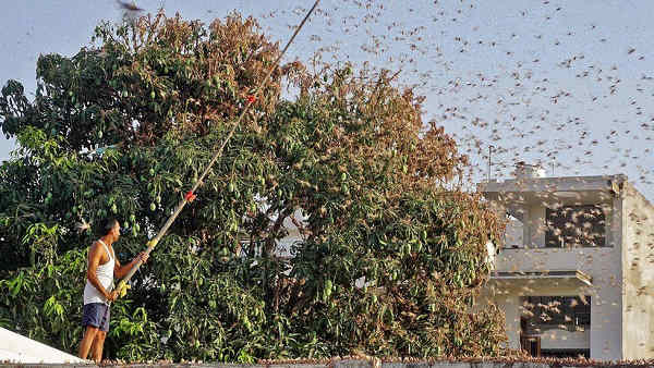 7 जिलों में 1 माह पहले अलर्ट जारी हुआ था