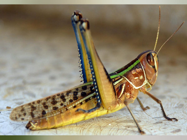 ज्वार—बाजरे की फसलों पर टूट पड़ीं टिड्डियां