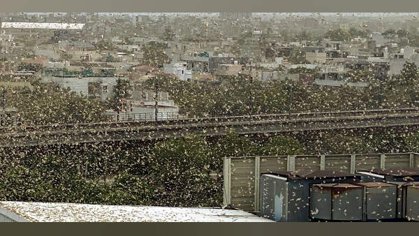 झुंझुनू से हरियाणा पहुंचे टिड्डियों के तीन दल
