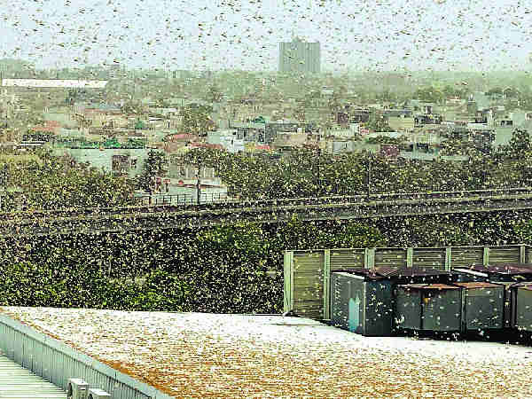 रेवाड़ी में टिड्डी दल का दूसरी बार हमला