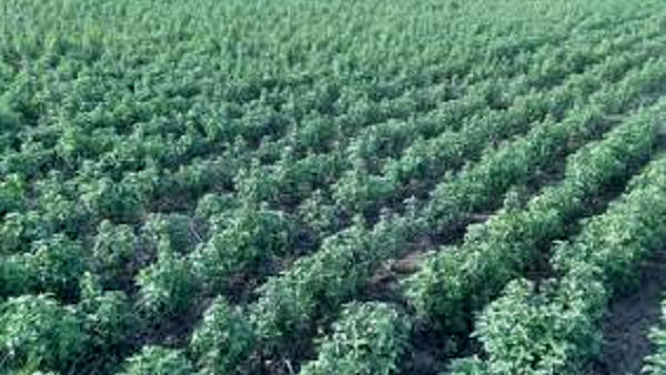 यहां 10 हजार से ज्यादा किसान कर रहे फसल