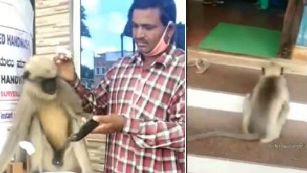 स्टाफ ने किया बंदर का इलाज