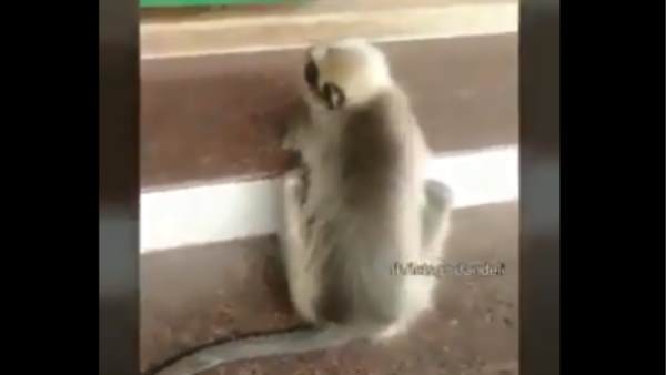 बंदर को बुद्धिमान बता रहे लोग