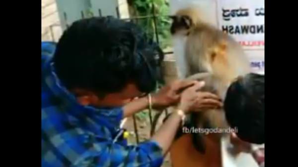 बंदर को लगाई गई दवा