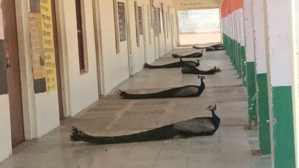 मोरों ने सिखाई सोशल डिस्टेंसिंग मोरों ने सिखाई सोशल डिस्टेंसिंग