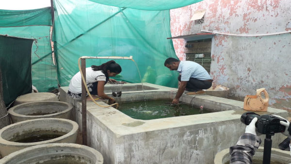  एक हजार सीप एक साथ लगाते हैं