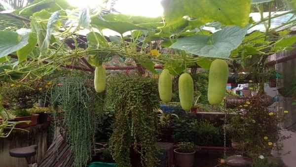 मिट्टी रहित बागवानी के हैं ये फायदे 