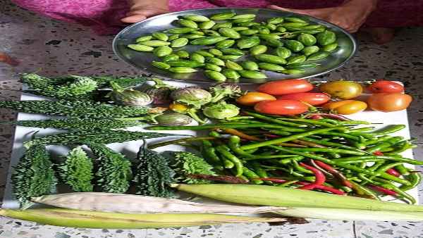 नीला लोगों को भी सिखा रहीं बिना मिट्टी के खेती करना 