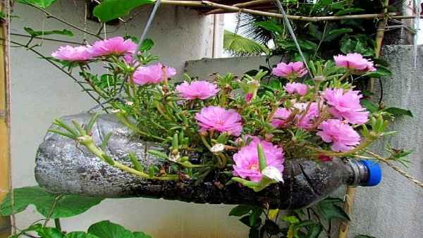 रिसाइकलिंग करके पुराने डब्बों में उगा रही पौधे 