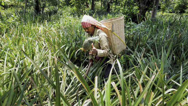 620,000 टन अनानास की खेती 