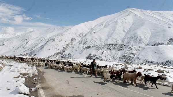 चीन की वजह से चंगपा खानाबदोशों पर संकट
