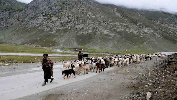 बकरियों को चारागाहों तक ले जाना हुआ मुश्किल