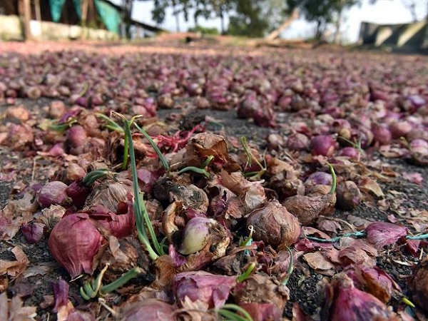 Bhavnagar: 20 thousand sacks of onions dampen in water at Mahuva marketing yard due to heavy rain