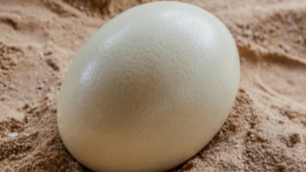  प्रत्येक अंडे का वजन 13 सौ ग्राम