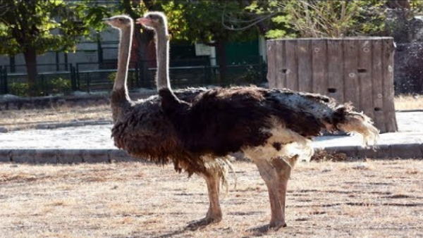  अकेला पड़ गया था बाहुबली