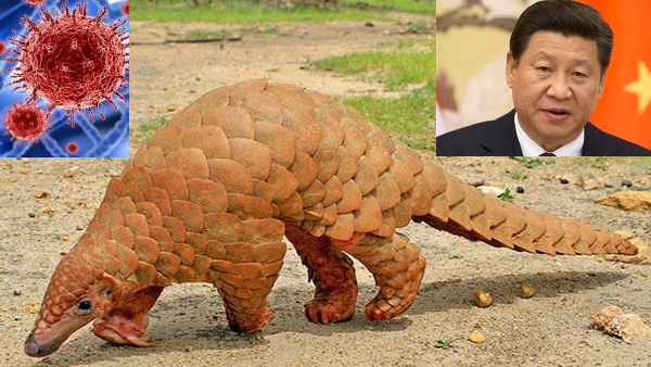 इस जानवर पर कोरोना फैलाने का शक इस जानवर पर कोरोना फैलाने का शक