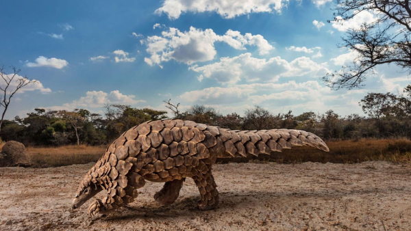 दुनियाभर में पैंगोलिन की आठ प्रजाति मौजूद दुनियाभर में पैंगोलिन की आठ प्रजाति मौजूद
