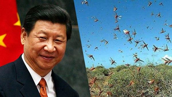 ड्रैगन को पीएलए से ज्यादा टिड्डी दल पर भरोसा