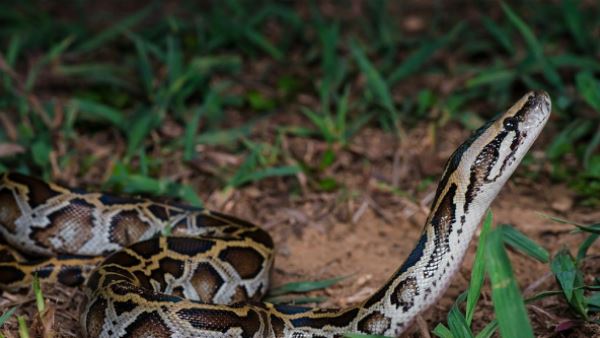 जब मोर को निगल गया था अजगर