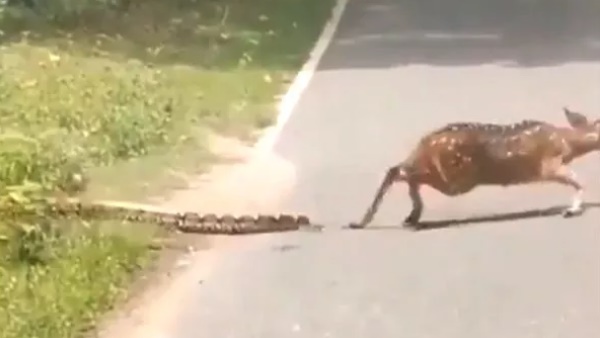 अजगर ने मोर को बनाया निवाला