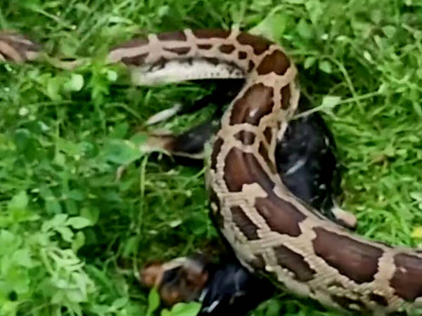 स्नेक कैचर अमित कुमार को बुलाया गया