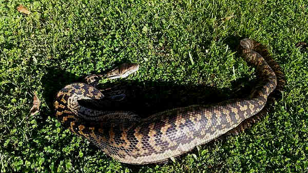 12 फीट लंबा था यह अजगर