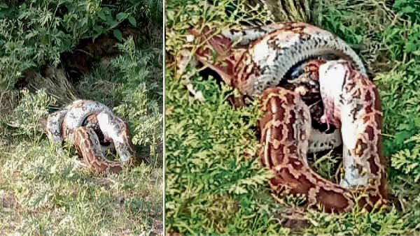 झंडा गांव के मंदिर के निकट की घटना