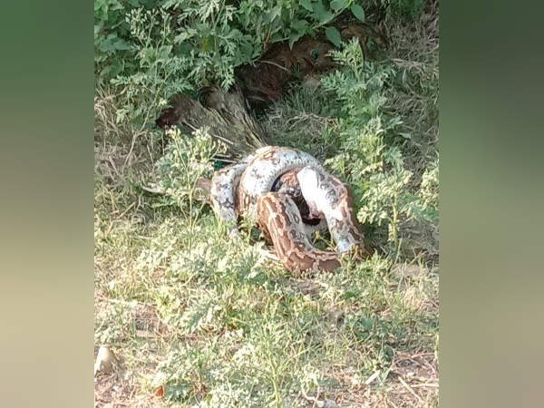 मोर को अपने चंगुल में फंसा लिया