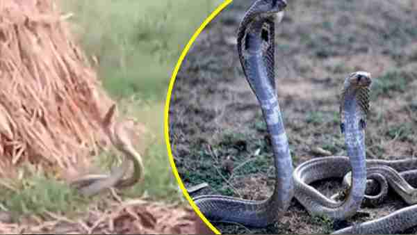 सड़क किनारे कर रहे थे अठखेलियां