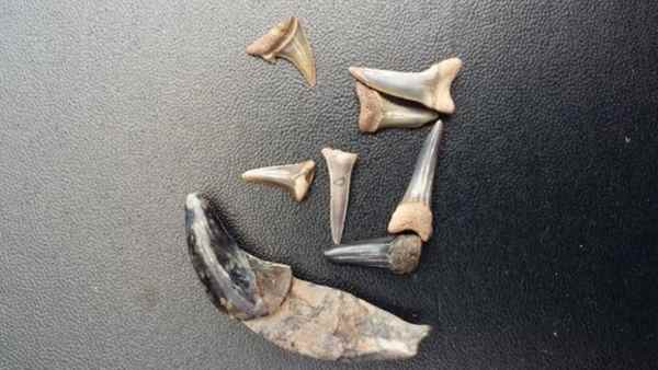 जलवायु परिवर्तन पर शोध में भी मिल सकती है मदद