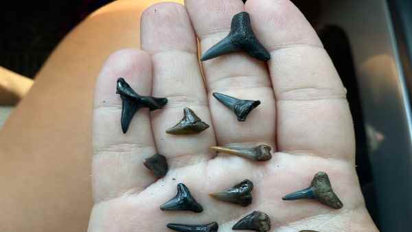 जैसलमेर में मिले थे 4.7 करोड़ साल पुराने जीवाश्म