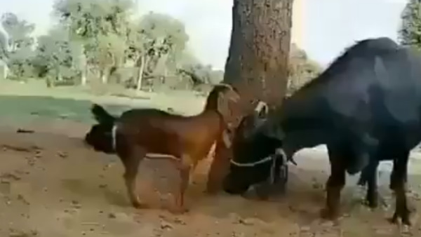 छलांग मारकर वह खड़ी भैंस की पीठ पर चढ़ गई