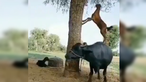 राजस्थान का हो सकता है वीडियो 