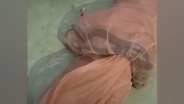 अस्पताल ले जाने से पहले ही चीकू की मौत