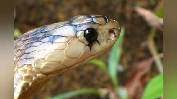 प्रणय के समय लोगों से भी नहीं घबराते सांप प्रणय के समय लोगों से भी नहीं घबराते सांप