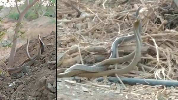 पहले यहां 2 सांपों का जोड़ा दिखा पहले यहां 2 सांपों का जोड़ा दिखा