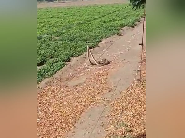 इस सीजन में ही ज्यादा दिखते हैं ऐसे दृश्य इस सीजन में ही ज्यादा दिखते हैं ऐसे दृश्य