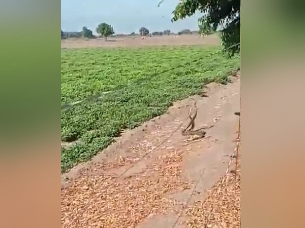 यहां, 3 सांप एक साथ पहली बार दिखे यहां, 3 सांप एक साथ पहली बार दिखे