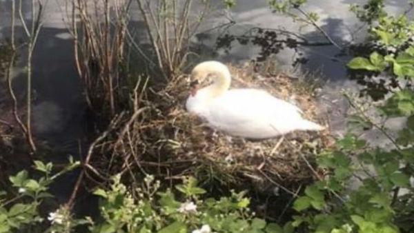 20 मई की घटना