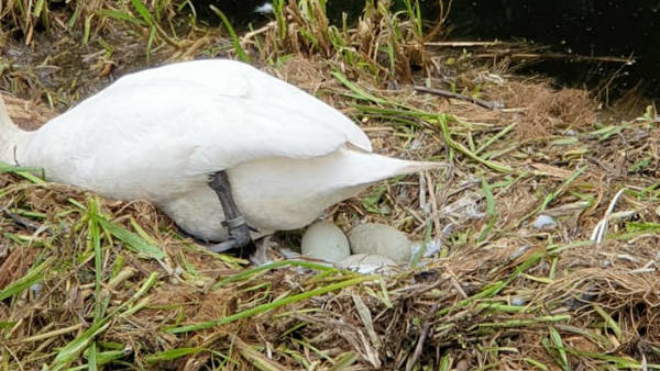 हंस के लिए इंसाफ की मांग