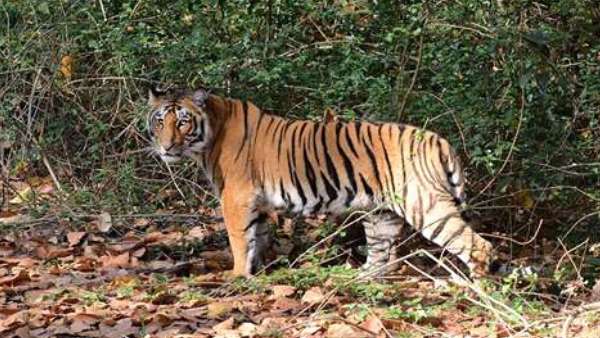 बाघिन के दो बच्चे हुए लापता