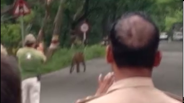 पीलीभीत टाइगर रिज़र्व वाले रोड की घटना