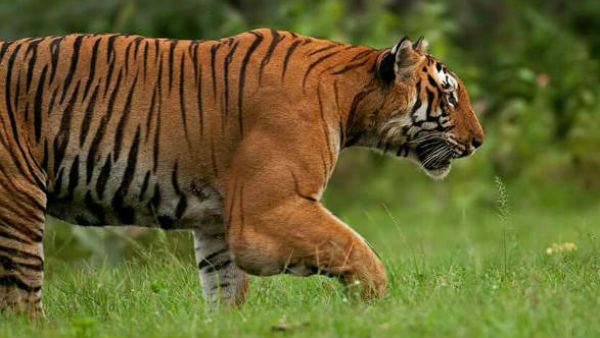 500 किलोमीटर दूर चला गया था