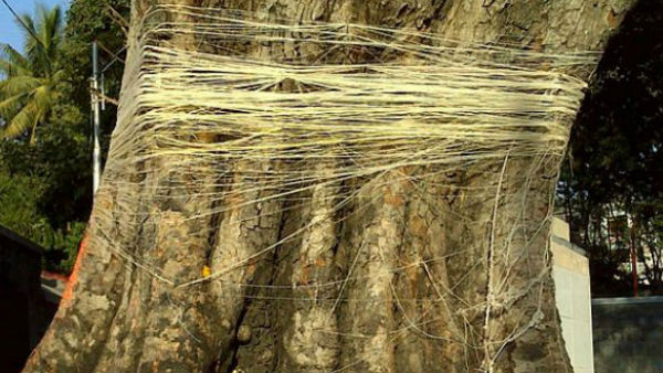 कैसे किया जाता है वट सावित्री पूर्णिमा व्रत