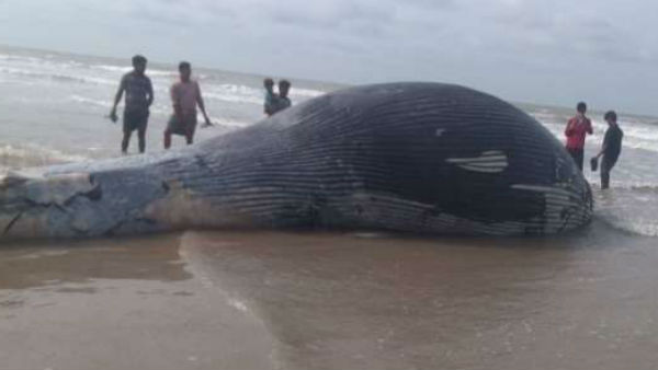 बार-बार समुद्र तटों पर क्यों फंस जाती हैं व्हेल?