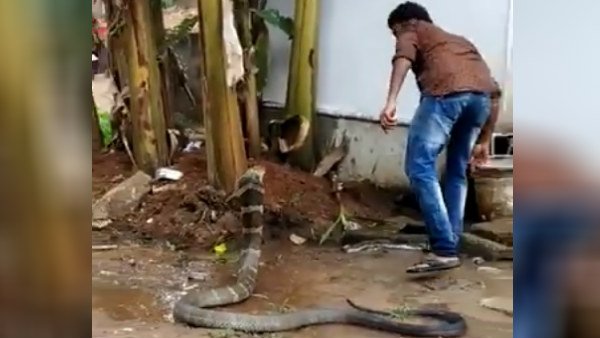 किंग कोबरा का मजेदार वीडियो