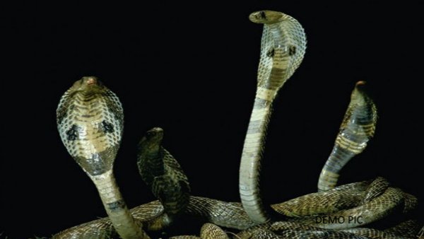 मेरठ का एक घर बना सर्पलोक मेरठ का एक घर बना सर्पलोक