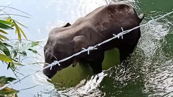 'गर्भवती हथिनी को पटाखों से भरे अनानास खिलाया'