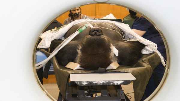 210 kg के गोरिल्ला का किया गया CT स्कैन,