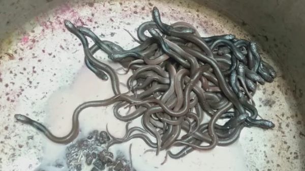 सावन के पहले सोमवार को दिखे सांप के बच्चे